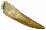 Fossil Plesiosaur (Zarafasaura) Tooth - Morocco #369954-1